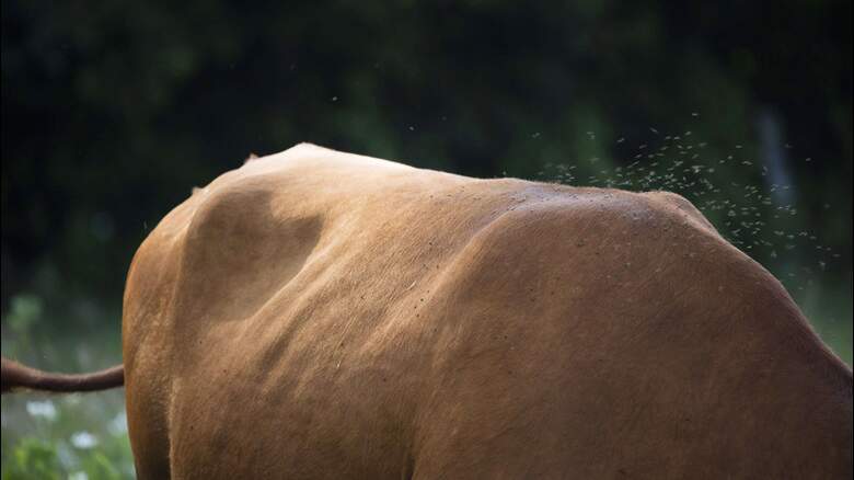 Photo of a cows torso in a field with some hovering flies
